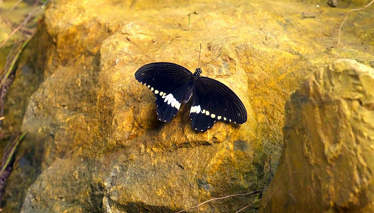 Rehber Kelebeklerin Renkli Dünyası
