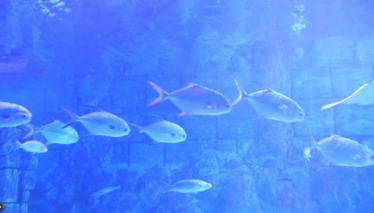 Rehber 116. Bölüm | TUZLA