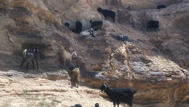 ÜRDÜN - Amman & Akabe & Wadi Rum Foto Galeri