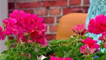 Çiçek Çoğaltmanın Püf Noktaları