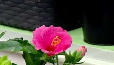 Japon Gülü Bakımı