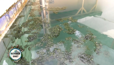 Emet 'Yosunlu Havuz'