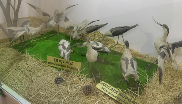 Gaziantep Doğal Yaşam Parkı Müzesi