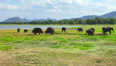 Çok Gezenti SRİ LANKA - Safari