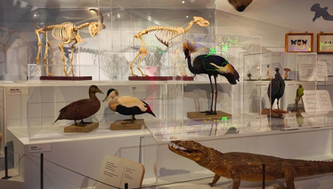 Çok Gezenti Malmö Müzesi