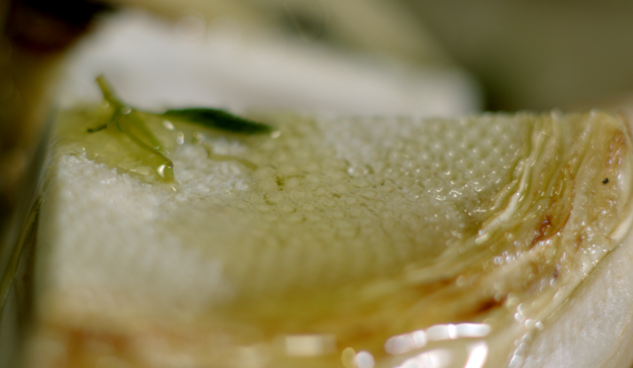 Sarımsak Ve Maydanoz İle Sotelenmiş Bebek Sebzeli Levrek Balığı Tava