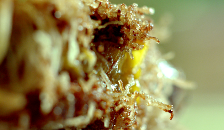 Tel Kadayıfa Sarılı Kuzu Bonfilesi