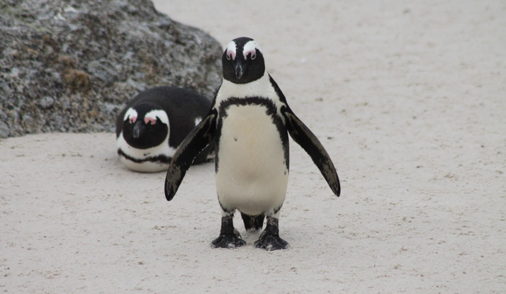 GÜNEY AFRİKA - Cape Town Foto Galeri 