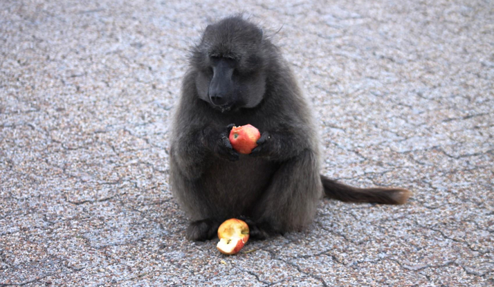GÜNEY AFRİKA - Cape Town Foto Galeri 
