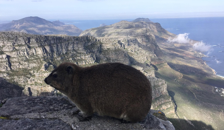 GÜNEY AFRİKA - Cape Town Foto Galeri 