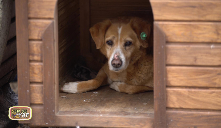 Sen de Yap 9. Bölüm Foto Galeri
