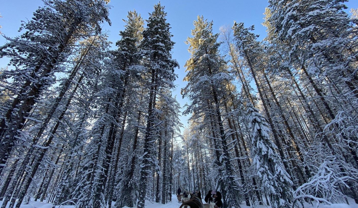 FİNLANDİYA - Lapland Foto Galeri