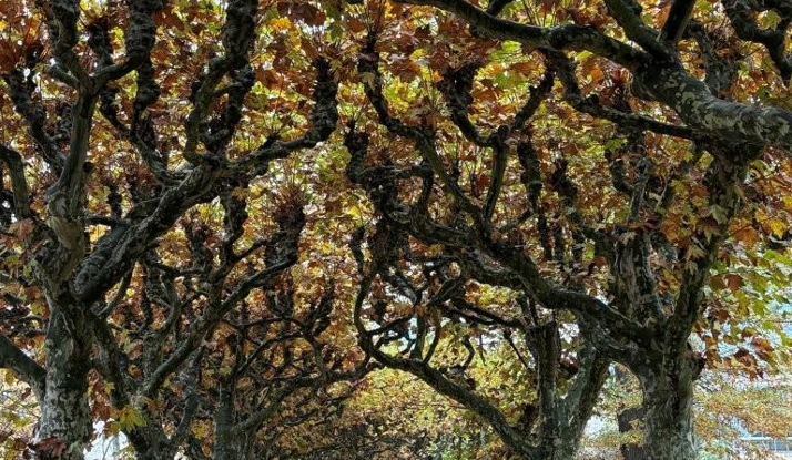 ALMANYA - Frankfurt Foto Galeri