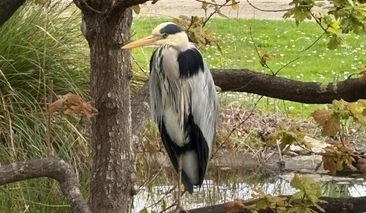 FRANSA - Nantes Foto Galeri