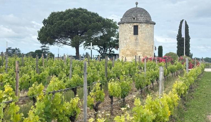 FRANSA - St.Emilion-Blaye Foto Galeri
